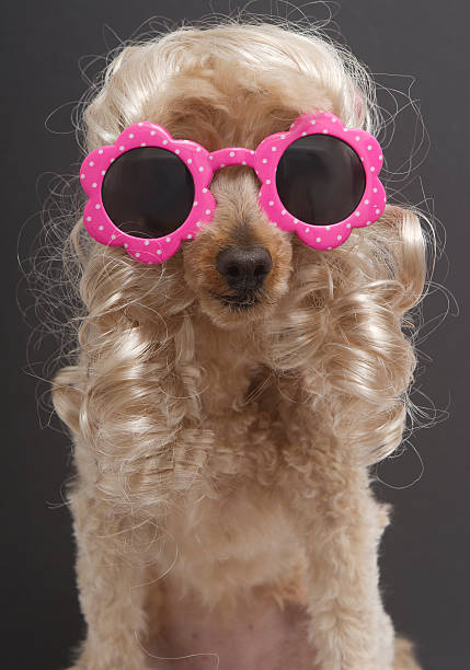 istock Blonde Poodle in Polka Dot Sunglasses 459903409