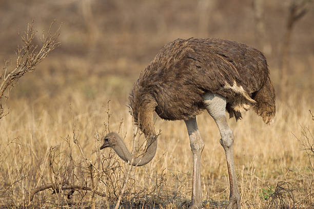 istock Common Ostrich in Kruger National Park 459903457