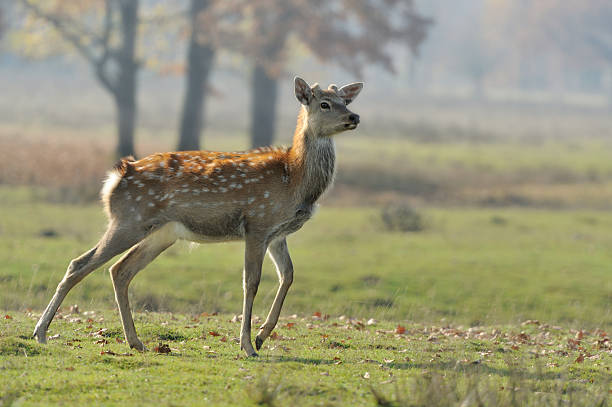 istock Deer in autumn field 459903535