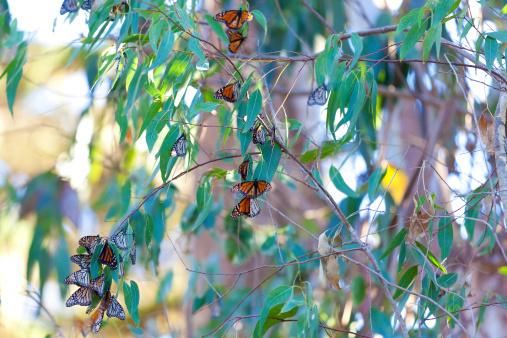 monarch butterflies resting at tree branches at winter in california