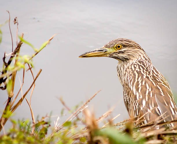 Black-crowned Nightheron stock photo