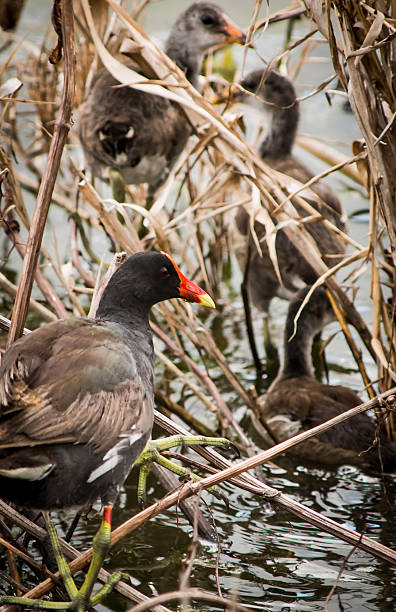 Marsh Bird Family An adult with several juvenile Gallinule -a marsh-dwelling bird. moorhen bird water bird black stock pictures, royalty-free photos & images