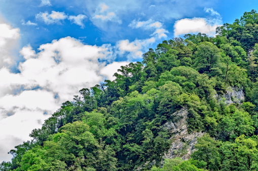 Types of Abkhazia, landscapes and subtropical vegetation.