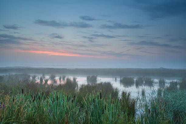 istock summer misty sunrise over bog 459905585