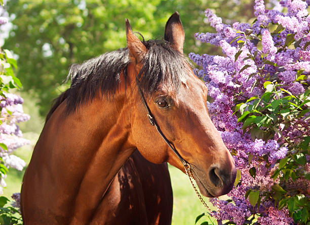istock portrait of nice horse around flower 459905901
