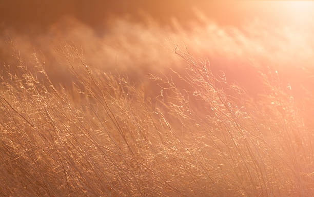 istock Field of Gold 459906219