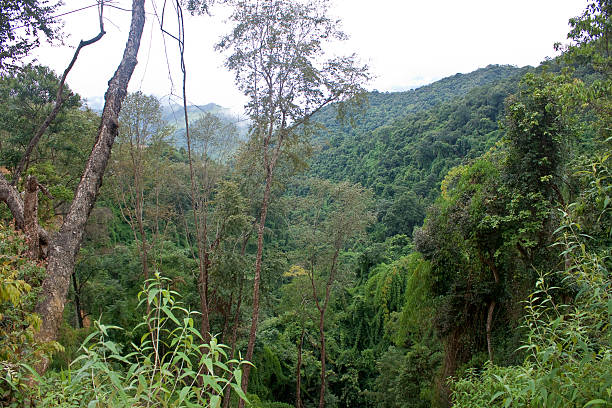 istock Jungle in mornig mist 459906489