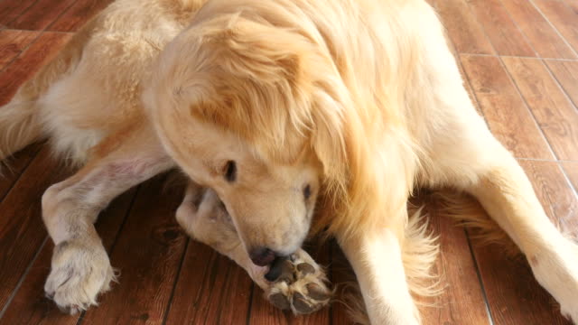 Golden Retriever Dog Scratching His Itchy Foots