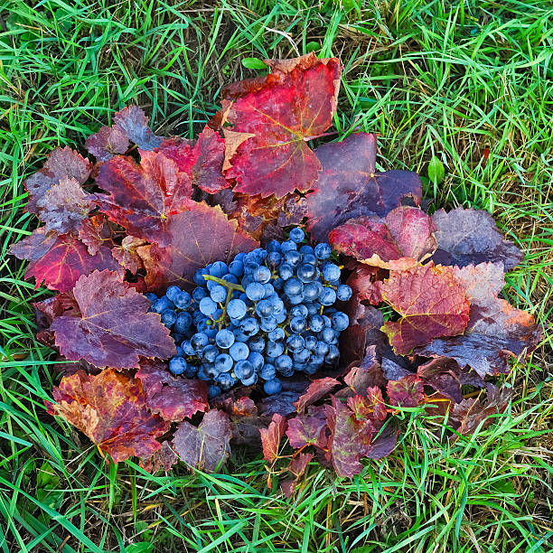 red grapes with leaves in the meadow