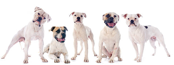 istock american bulldogs 459907069