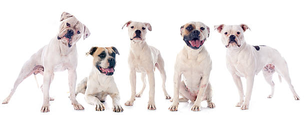 american bulldogs american bulldogs in front of white background american bulldog stock pictures, royalty-free photos & images