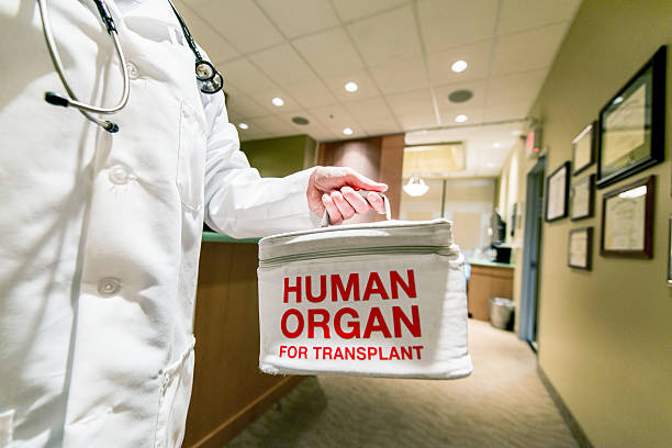 Transporting a Human Organ for Transplant A doctor taking or delivering a bag containing a human organ for transplant kidney organ stock pictures, royalty-free photos & images