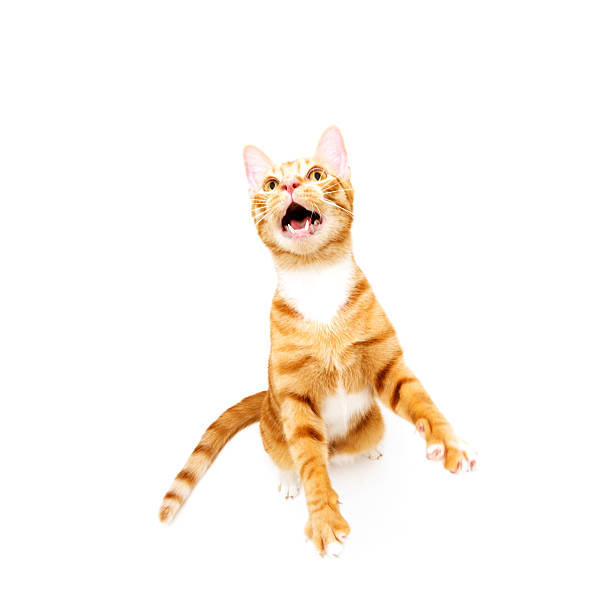 Astonished orange tabby cat stock photo