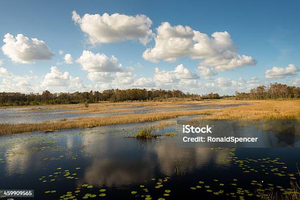 Photo libre de droit de Swampy Écosystème banque d'images et plus d'images libres de droit de Loxahatchee - Loxahatchee, Faune sauvage, Fleuve et rivière