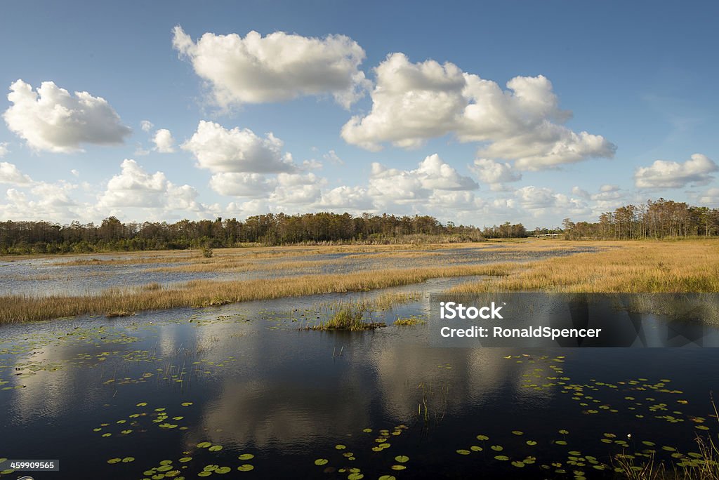 Swampy ecosistema - Foto stock royalty-free di Loxahatchee