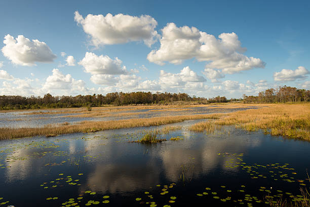 Swampy Ecosystem stock photo