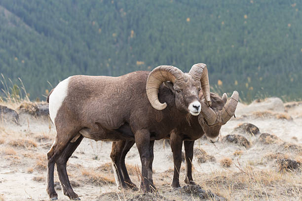 istock Male Big Horn Sheep (Ovis canadensis) 459910371