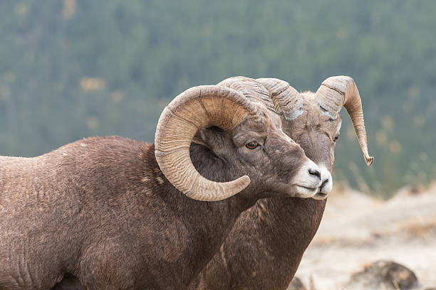 istock Male Big Horn Sheep (Ovis canadensis) 459910373