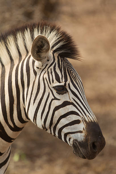 istock Plains Zebra (Equus quagga) in Kruger National Park 459910465