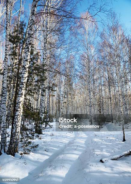 Snowy Road In A Winter Birch Forest Stock Photo - Download Image Now - Beauty In Nature, Birch Tree, Blue