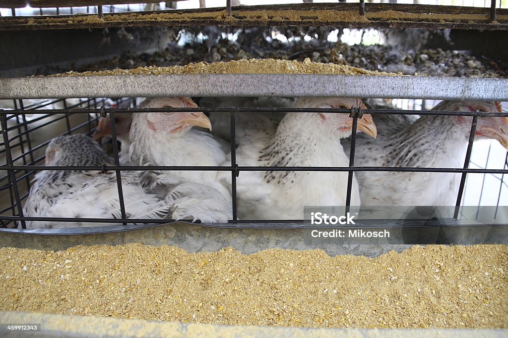 cage de poulet - Photo de Excrément animal libre de droits