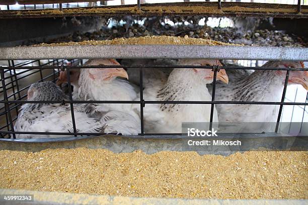 Photo libre de droit de Cage De Poulet banque d'images et plus d'images libres de droit de Excrément animal - Excrément animal, Poulet - Volaille domestique, Affluence