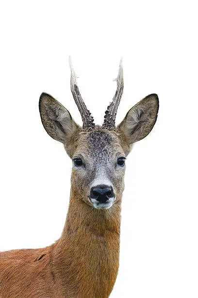 Roe deer buck portrait isolated on white.
