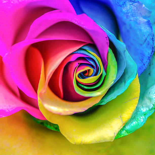 rainbow rose - rosa color fotografías e imágenes de stock