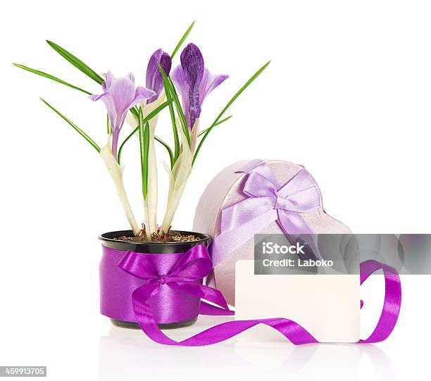 Crocuses Gift Box And The Card Stock Photo - Download Image Now - African Violet, Animal Heart, Animal Internal Organ