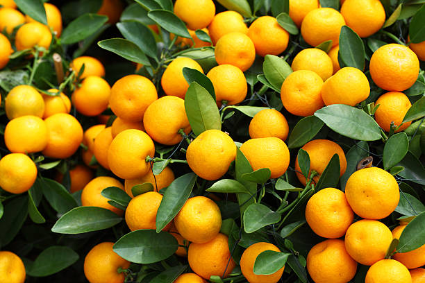 istock kumquat for chinese new year 459914959