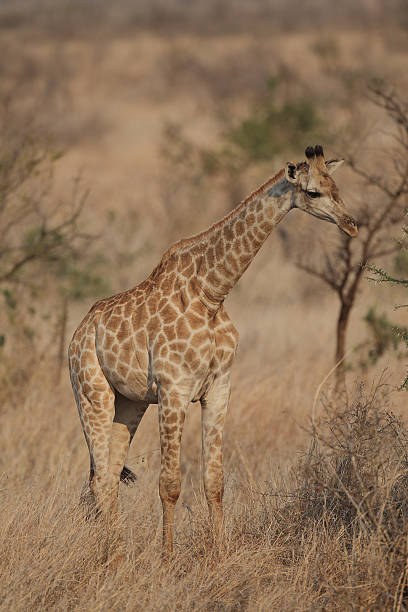 istock Common Giraffe in Kruger National Park 459915739