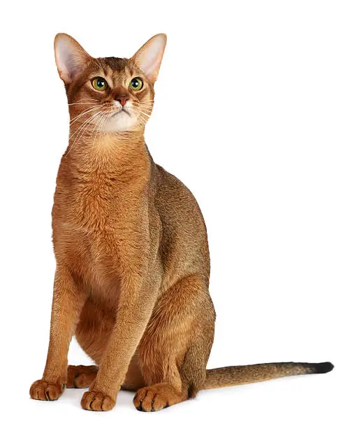 Photo of Abyssinian cat isolated on white background