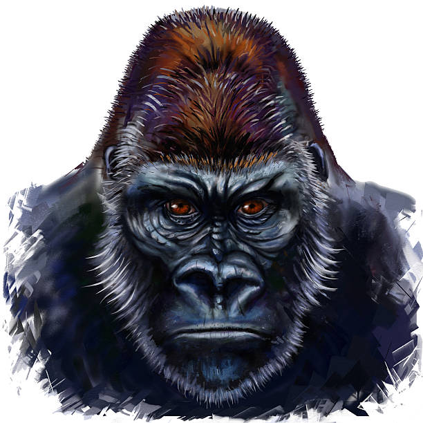 ilustraciones, imágenes clip art, dibujos animados e iconos de stock de gorila macho - gorilla endangered species large isolated