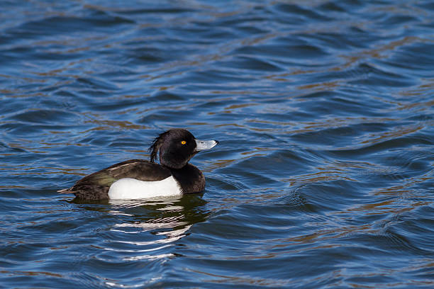 Tufted Duck A Male Tufted Duck Swimming on Water bucephala clangula uk stock pictures, royalty-free photos & images