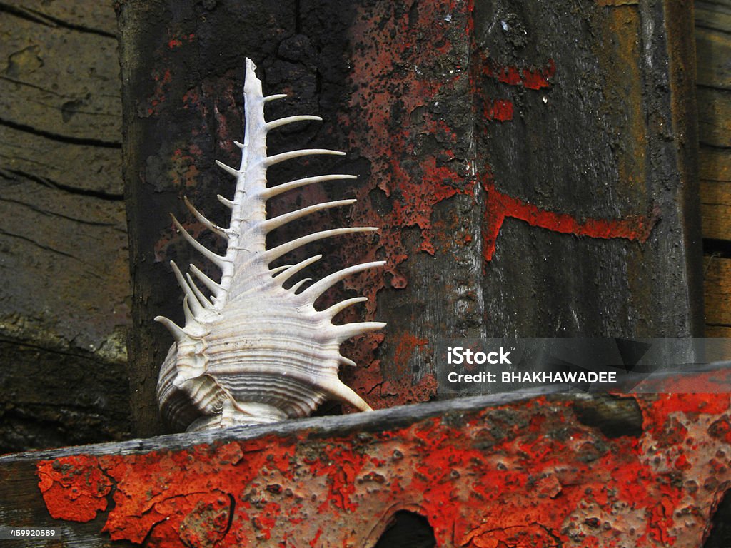 Conch Shell Conch shell on the old red wood closeup texture and damage detail Abstract Stock Photo