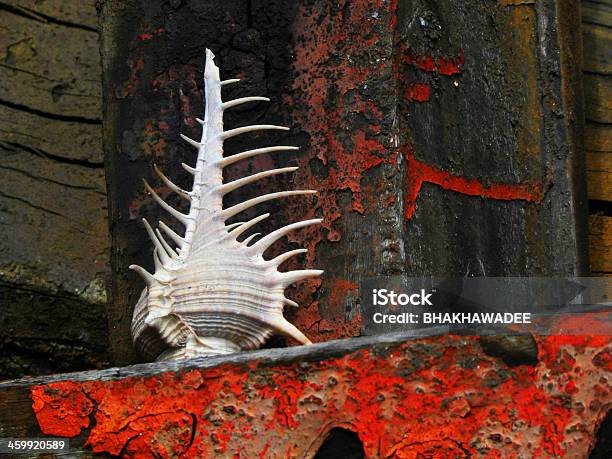 Conch Shell Stock Photo - Download Image Now - Abstract, Animal Markings, Animal Shell