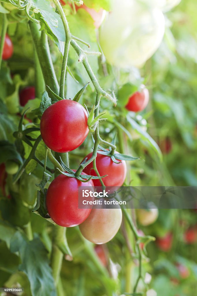 field tomato and sunshine Agriculture Stock Photo