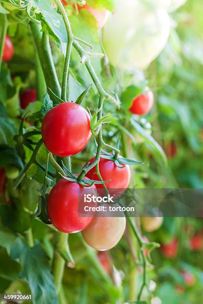 Field Tomato And Sunshine Stock Photo - Download Image Now - Agriculture, Ammunition, Backgrounds