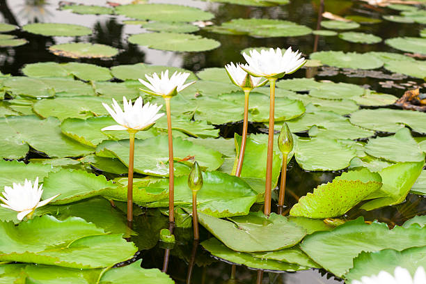 istock lotus yellow wih leaf on water 459921085