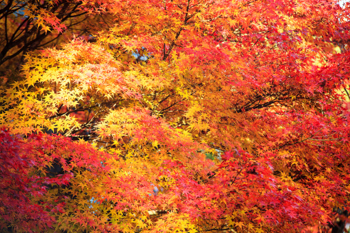 the fall season of Japan in Kyoto,Japan