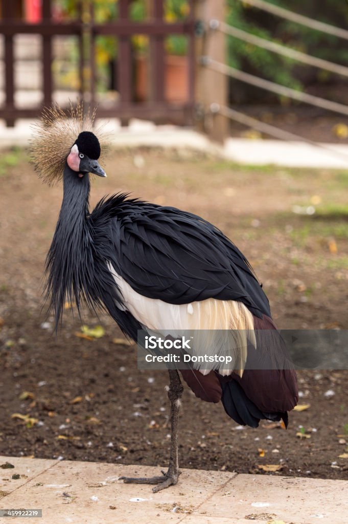 Kronenkranich - Lizenzfrei Farbbild Stock-Foto