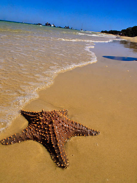 ヒトデの砂浜でウォーターエッジモートン島 - starfish wave ストックフォトと画像