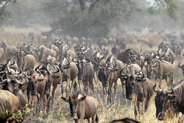 istock Herd of blue wildebeests during the great migration 459922711