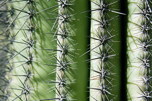 Saguaro Cactus stock photo