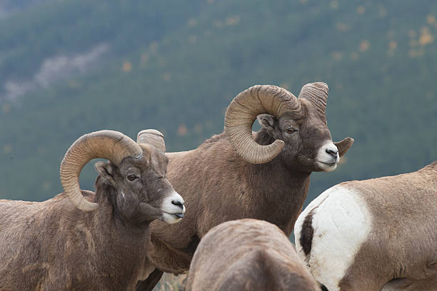 istock Male Big Horn Sheep (Ovis canadensis) 459924945