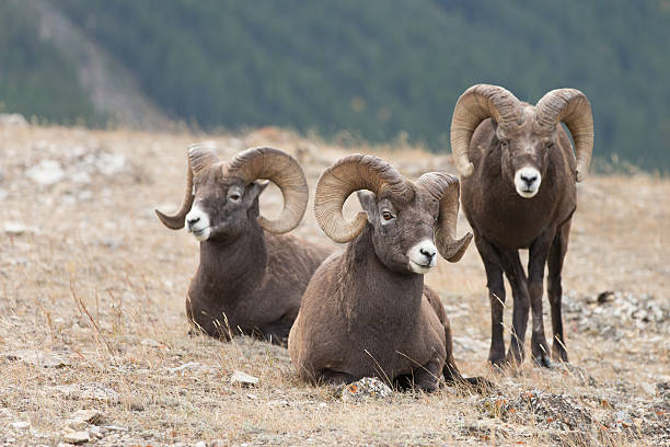 istock Male Big Horn Sheep (Ovis canadensis) 459925381