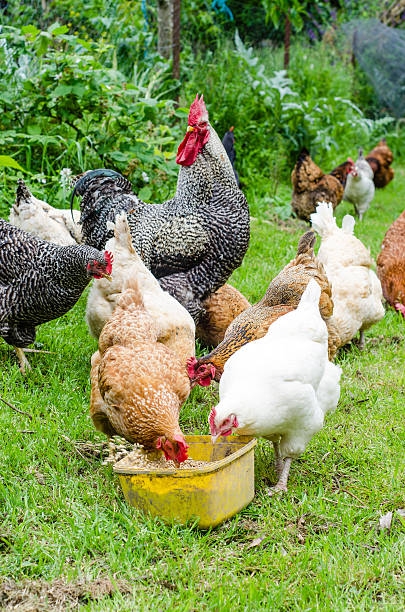 istock Group of chickens and rooster feeding on grass 459926343