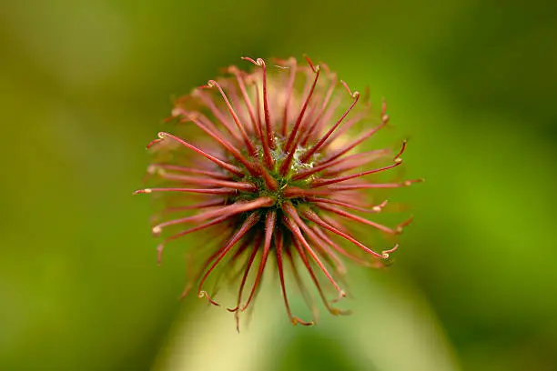 spikey seed head or flower closeup