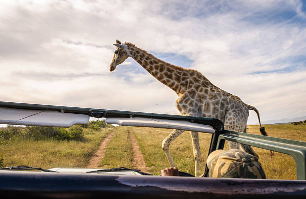istock Safari in the wild 459930953