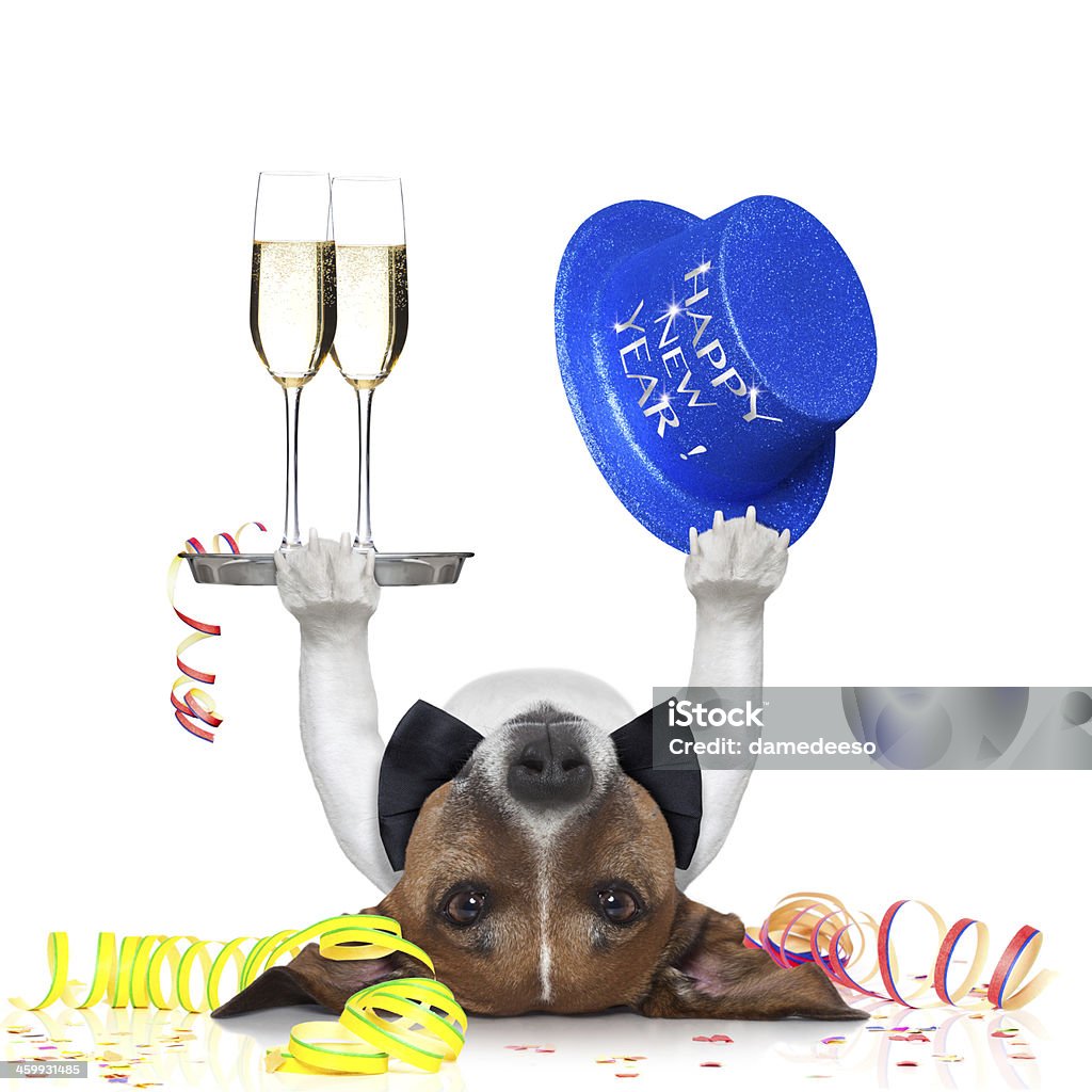 Silvester-Hund - Lizenzfrei Alkoholisches Getränk Stock-Foto